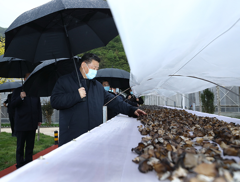 4月20日，习近平在陕西商洛市柞水县小岭镇金米村，了解该村发展木耳产业情况。